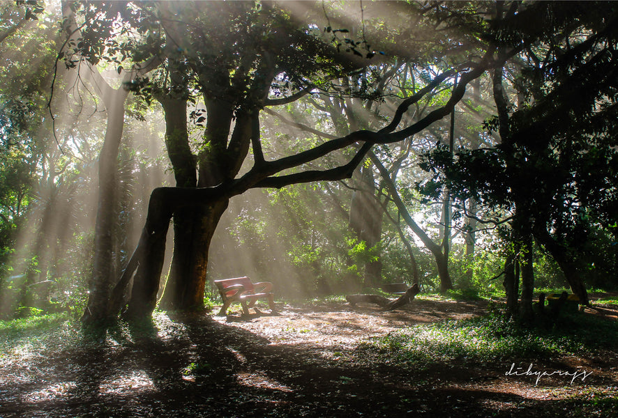WHY YOU SHOULD SPEND YOUR TIME IN NATURE